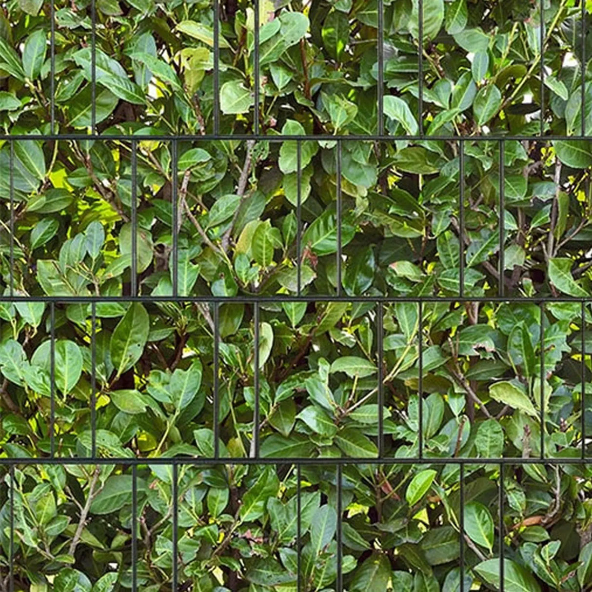 Produktbild des Produkts Motiv-Sichtschutzstreifen beidseitig bedruckt